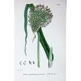 BOTANY PLANTS c1902 WILD LEEKS ALLIUM AMPELOPRASUM