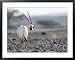 Arabian Oryx, Alone in Desert Near Acasia Tree, Israel Photos To Go Collection Framed Art Poster Print by Eyal Bartov, 39x31