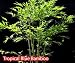 Tropical Blue Bamboo Plants