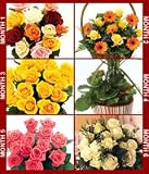 Review Post-a-Rose  / 6 Months of Flowers