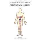The Urinary System (Organs of the Human Anatomy) (Systems of Human Anatomy) by  Thomas Braem