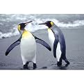 The Nature of Penguins (Antarctica) Gallery Wrapped Canvas - 16x20"