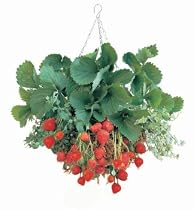 Hanging Basket Kit - Grow Strawberries!