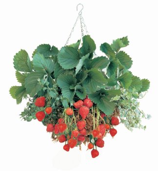 Hanging Basket Kit - Grow Strawberries!