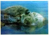 3D Lenticular POSTCARD-SEA OTTERS