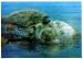 3D Lenticular POSTCARD-SEA OTTERS