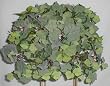 24" Frosted Grape Ivy Ledge w/ Grapes