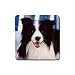 Border Collie Rubber Square Coaster (4 pack)