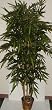 6 1/2' Bamboo Tree on "Real Wood"