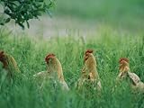 Four Buff Orpington Hens in Tall Grass Photographic Poster Print by Joel Sartore, 30x40
