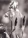 Bearded Iris Art Poster PRINT Frank Matera 16x20