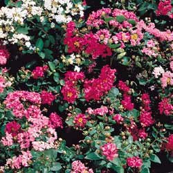 Crape Myrtle Seeds - Dwarf Crape Myrtle Supersonic Mix