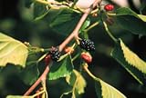 Morus rubra: Red or American Mulberry Seeds