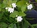 Jasmine Maid of Orleans Plant