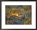 Captive Cheetah (Acinonyx Jubatus), Namibia, Africa Animals Framed Art Poster Print by Steve & Ann Toon, 22x18