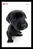 Dog Lab Labrador Retriever Cutest Dog Ever Art Framed Poster Print - 24 X 36