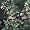 English Thyme Herb - 4 Plants - Thymus Vulgaris