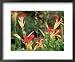 Canna Indica, Flowering in Merriments Gardens, Sussex National Garden Scheme Framed A...