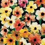 Black-eyed susan seeds - Black-Eyed Susan Sunrise Surprise