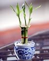 Lucky Bamboo