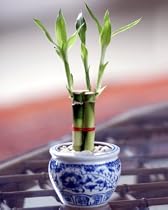 Lucky Bamboo