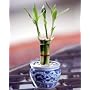 Lucky Bamboo