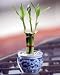 Lucky Bamboo