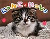 にゃんこといっしょ