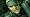 Metal Gear Solid 4: Guns of the Patriots (PS3)