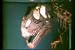 Search : Classic Dinosaur National Monument Film DVD: 1950s Dinosaur Park History With Dinosaur Fossils, Skeletons & Bones Excavation Pictures Film