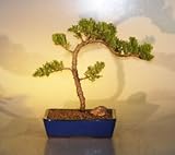 IMAGE OF Bonsai Boy's Juniper Bonsai Tree juniper procumbens nana