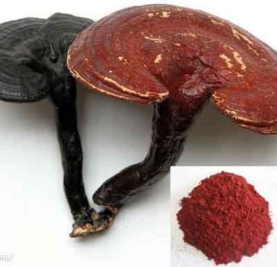 Red Reishi Mushroom (Ganoderma lucidum) China 1 pound