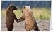 Anniversary Love Spouse Wife Husband Wedding Congratulations Bears Greeting Card (5x7) by QuickieCards. Always Fast FREE Shipping