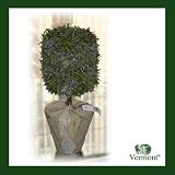 Vermont �v���U�[�u�h�E�g�s�A���[(�u�b�V�����x���_�[)/�t�����X��