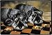   - Schnauzers Schnauzer Polyanna Pickering Designer Dog Rug IN/OUTDOOR Doormat