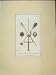 1805 Southampton Coat Arms Sword Antique Print
