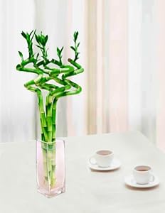 bamboo lucky vase clear curly glass stem