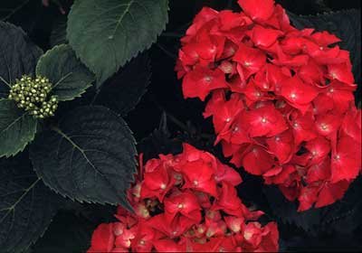 Hydrangea, Red Hydrangea Seeds - Treasuresbylee - 50