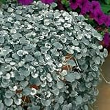 Dichondra seeds - Dichondra Silver Falls