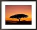 Acacia Tree Silhouetted at Dawn, Masai Mara Game Reserve, Kenya, East Africa, Africa Collections Framed Art Poster Print by James Hager, 22x18