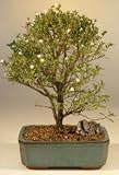 Chinese Flowering White Serissa -Large Broom Style.Bonsai Tree of a Thousand Stars.(Serissa Japonica)