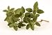 Oregano Oil by Nature's Treasures 1/2 Oz.