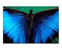 Butterfly in Costa Rica Animals Photographic Poster Print by Patrick Shively, 10x8