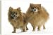 Dog - Pomeranian. smallest member of the German Spitz Group - 20 Inch Canvas Print (51 cm) by Ardea