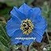 himalayan26 - Meconopsis Poppy Flower Seeds Himalayan Blue