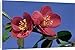 Canvas Prints of ME-1241 Japanese flowering quince - flowers from Ardea Wildlife Pets