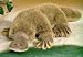 Stuffed Platypus