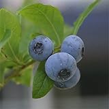 ブルーベリー[H]：エリザベス（ハイブッシュ系）5号ポット
