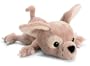 Dowgs Cha-Cha - Chihuahua
