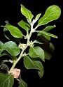 Ashwagandha seed packet